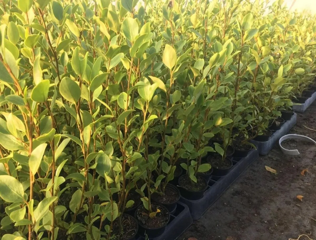 Griselinia hedging - Image 2