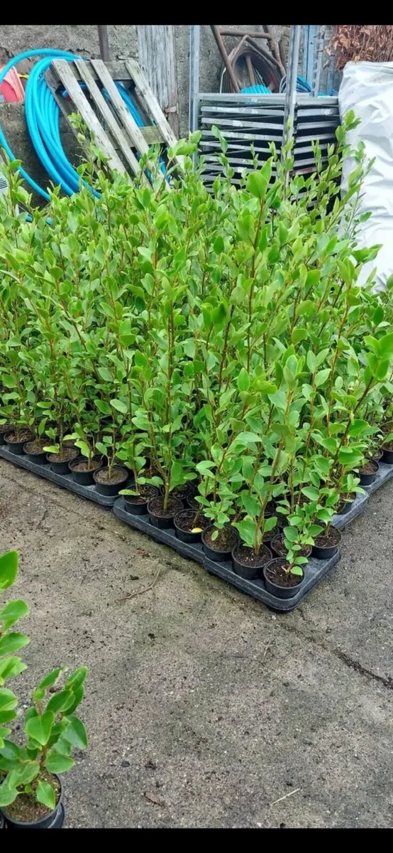 Griselinia hedging - Image 3