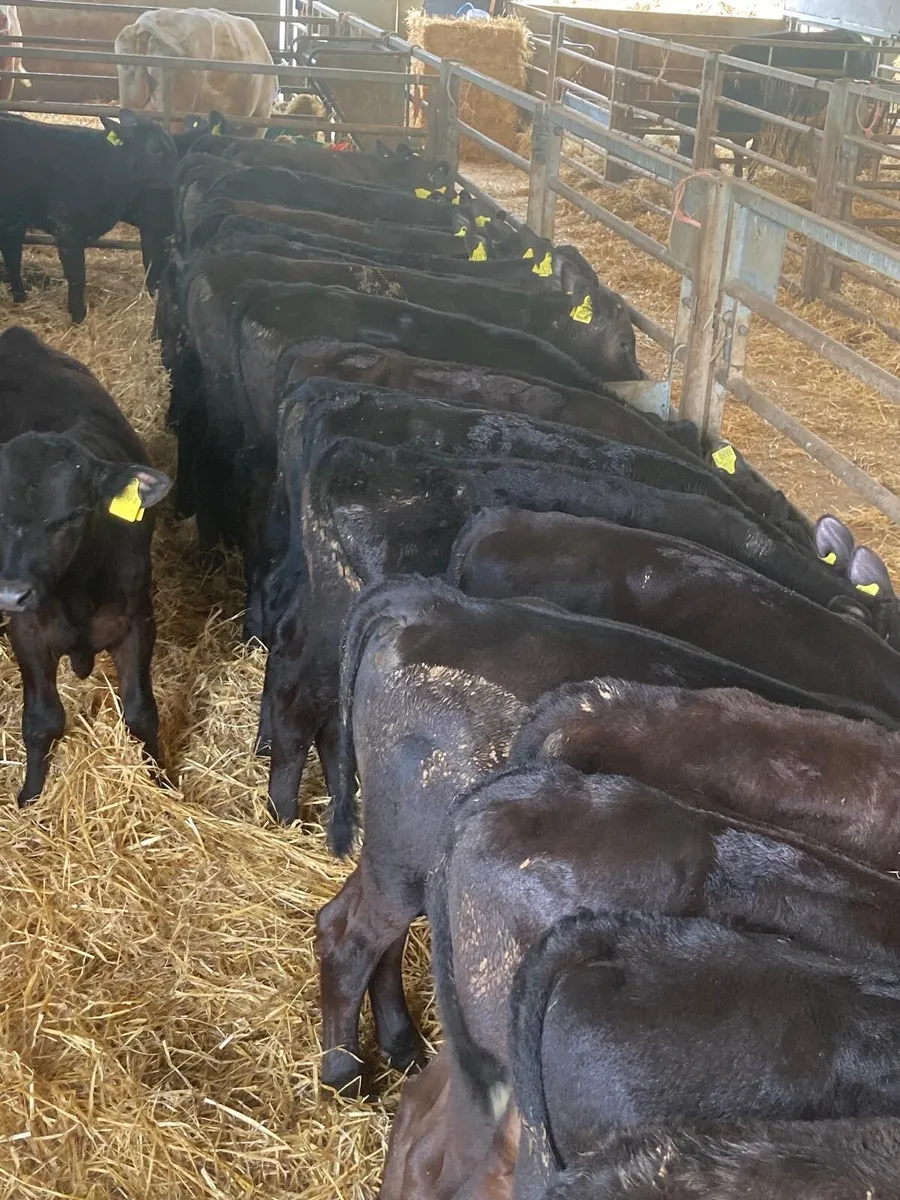 AA calves - Image 1