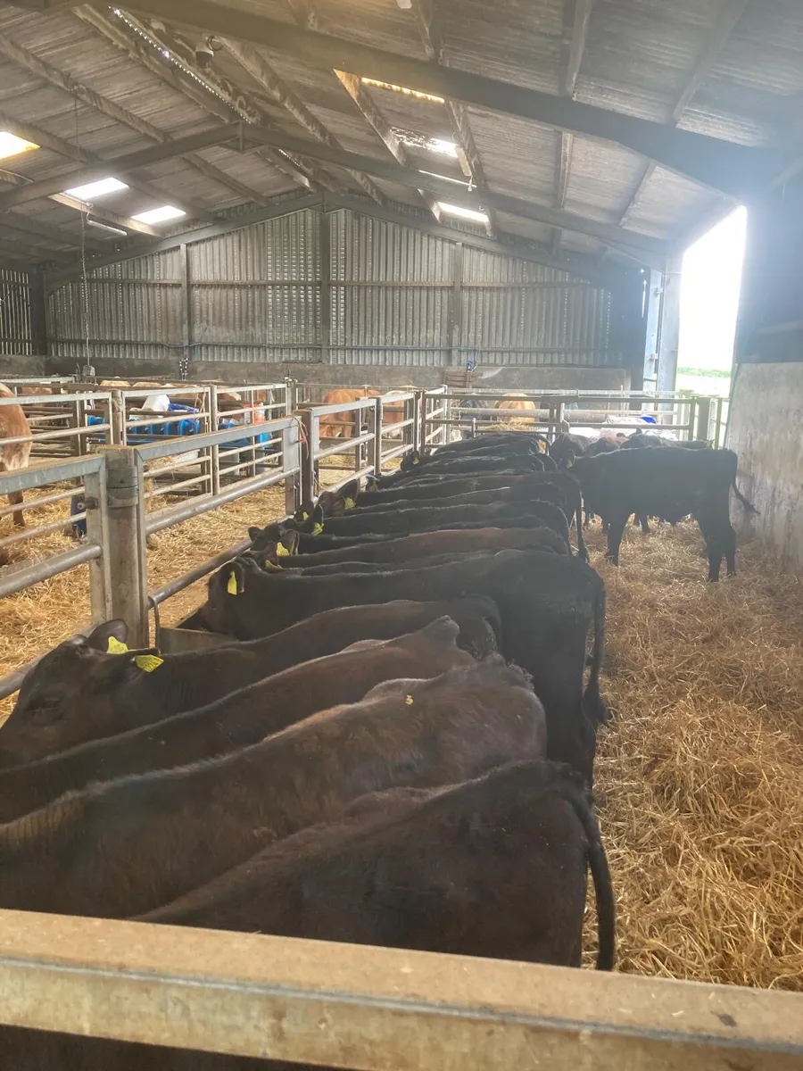 AA calves - Image 2