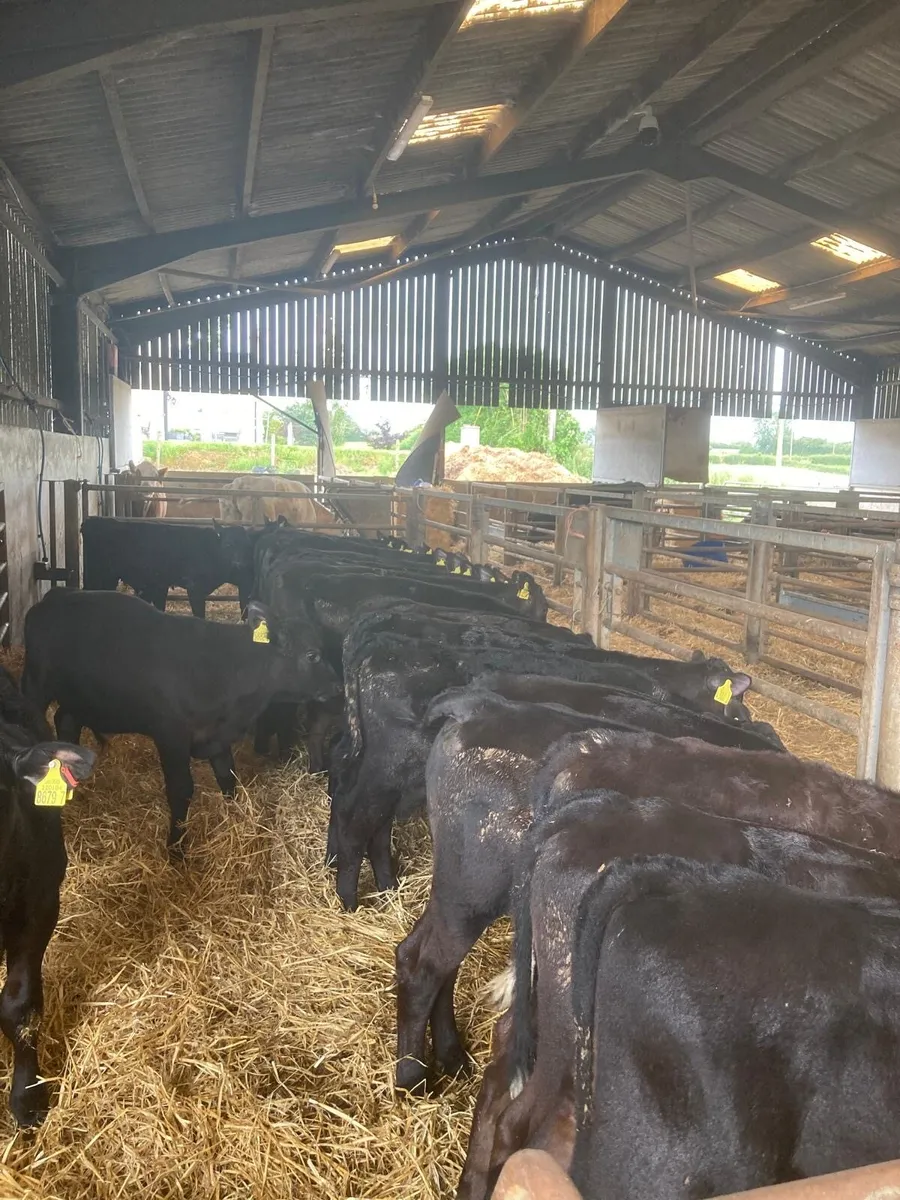 AA calves - Image 3