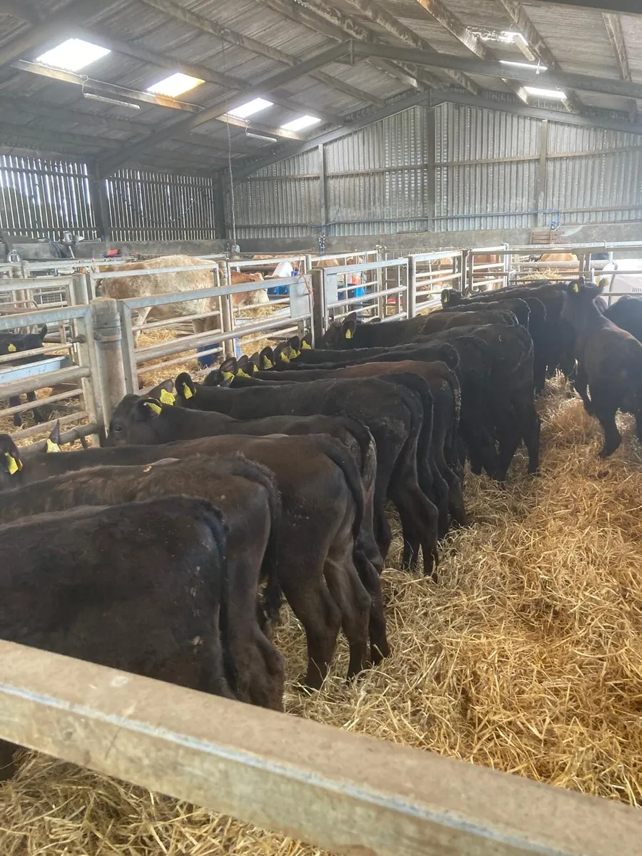 AA calves - Image 4