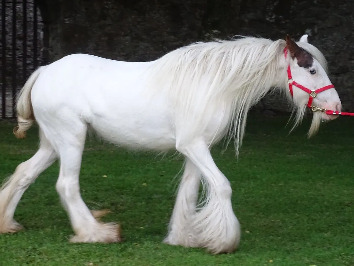 Proper pony for sale - Image 1