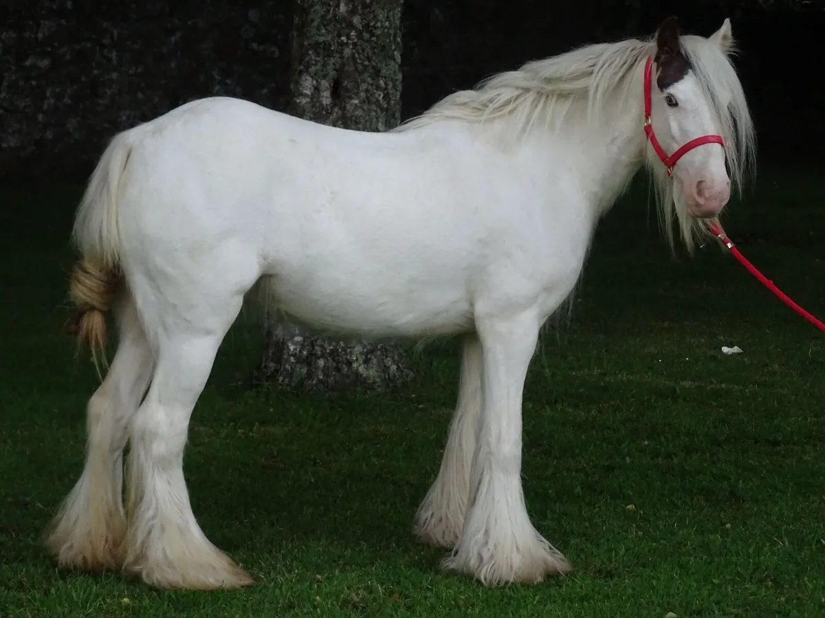 Proper pony for sale - Image 2