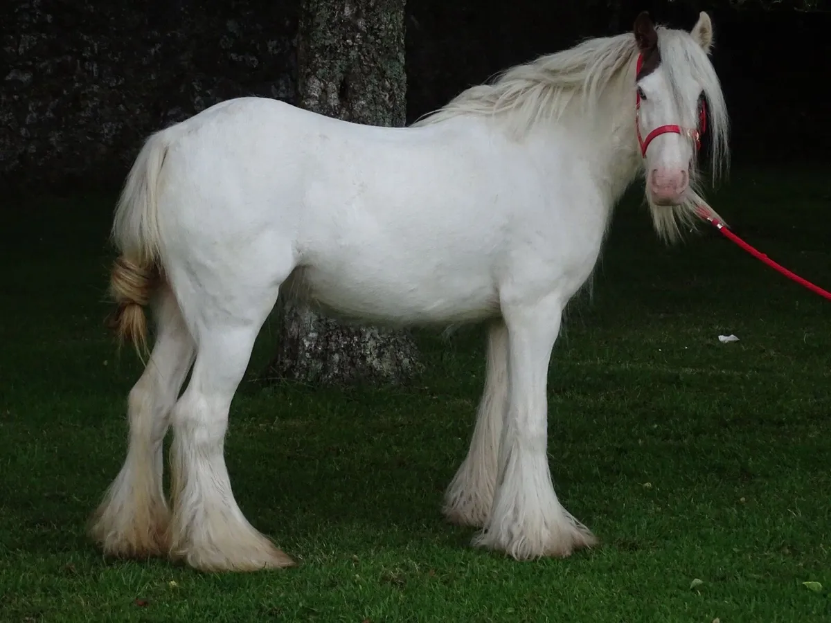 Proper pony for sale - Image 3