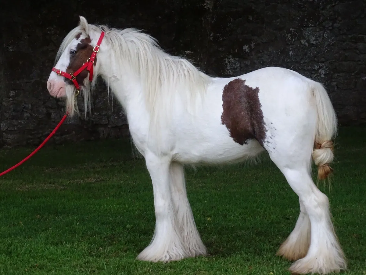 Proper pony for sale - Image 4