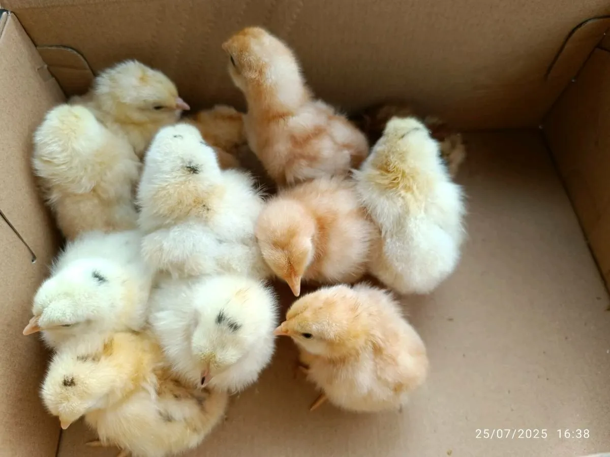 Day old chick's