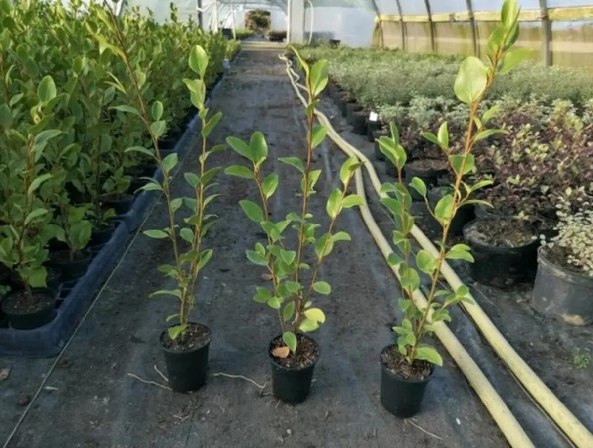 Griselinia hedging - Image 1