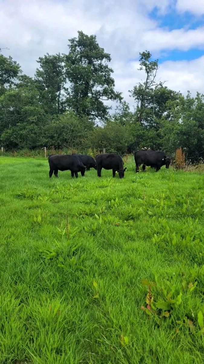 Angus and lim Heifers - Image 3