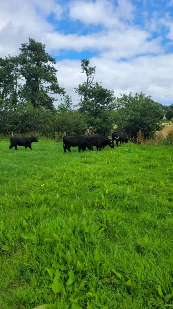 Angus and lim Heifers - Image 4