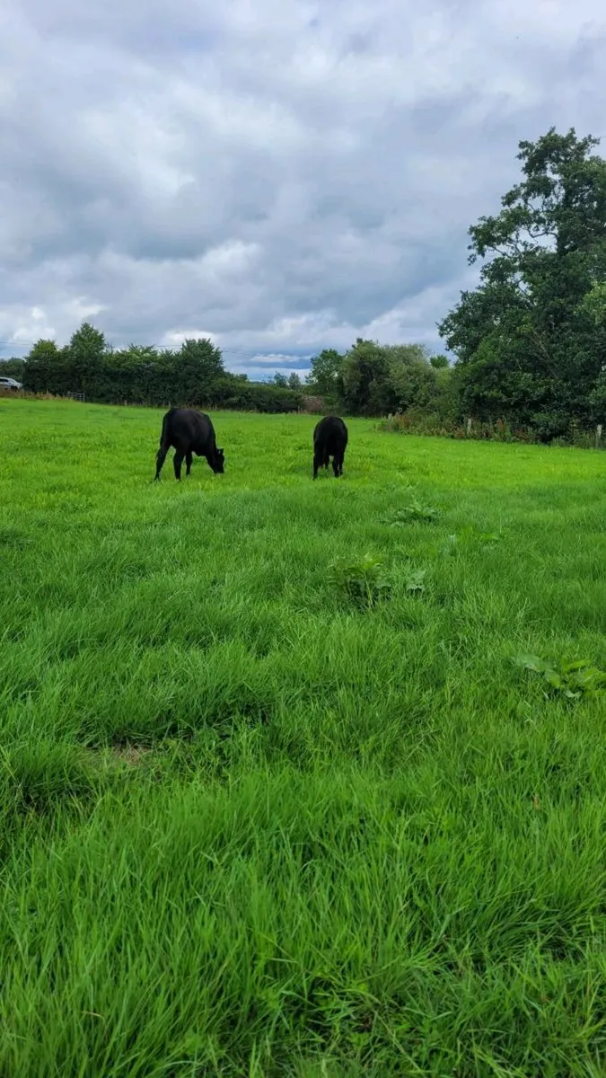 Angus and lim Heifers - Image 4