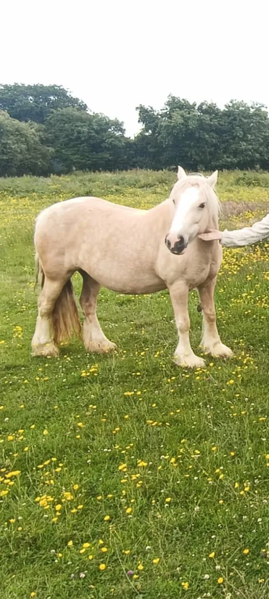 Horse - Image 1