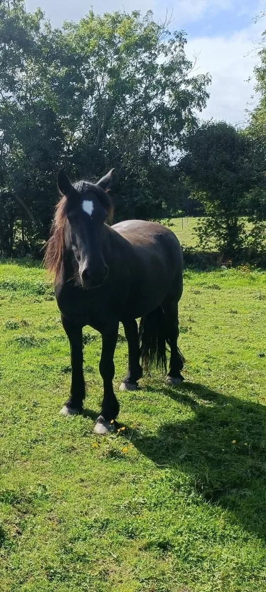Horse - Image 2