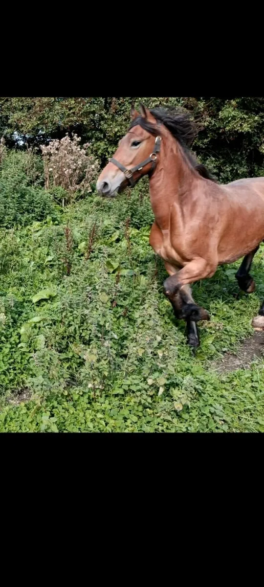 Horse - Image 3