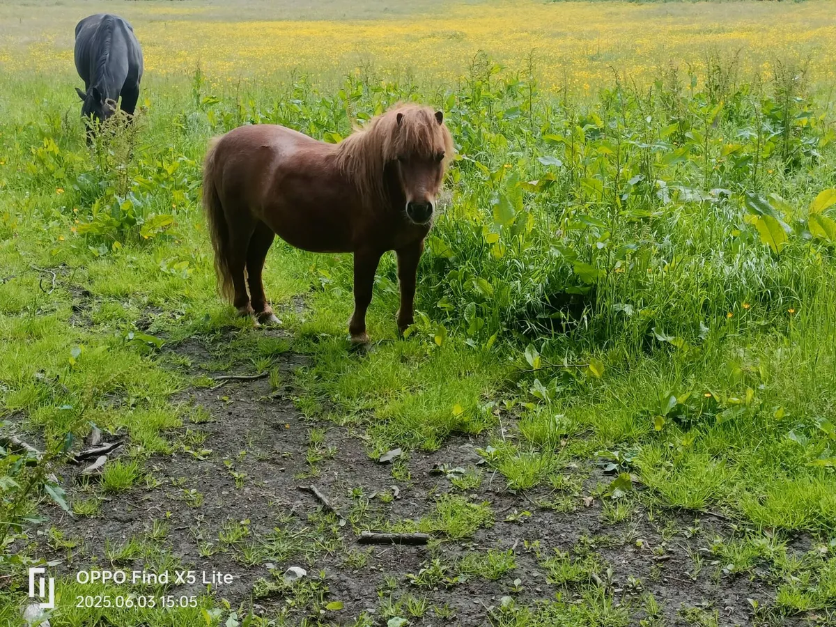 Horse - Image 4