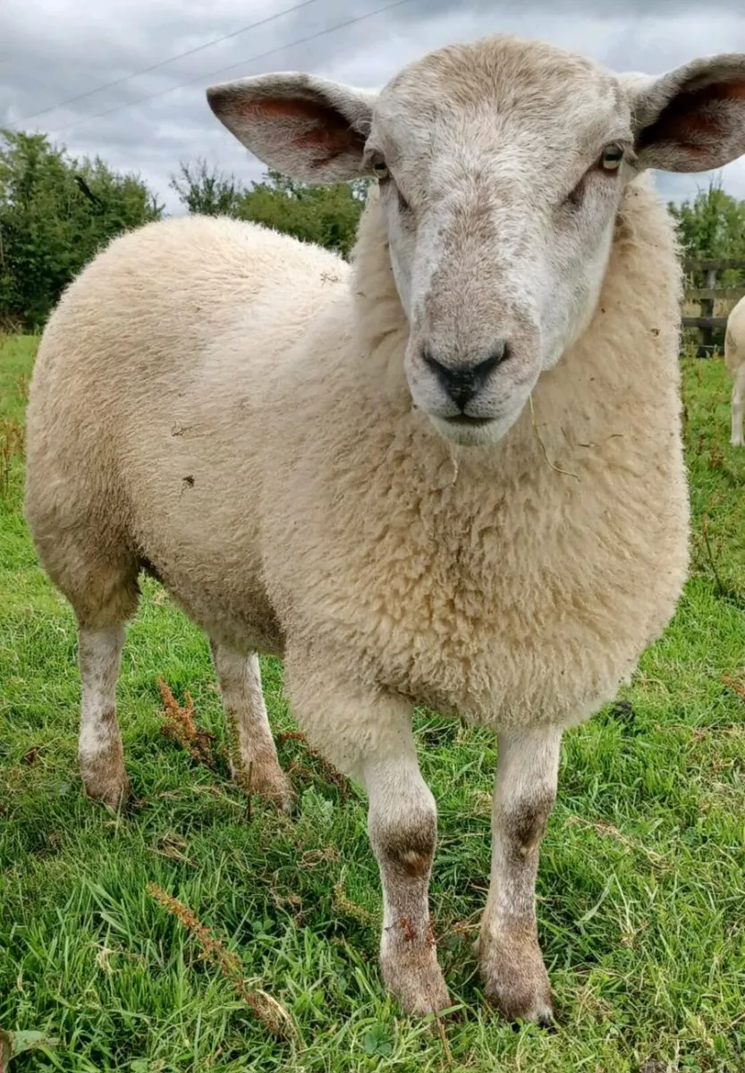 Ram Lamb - Image 1