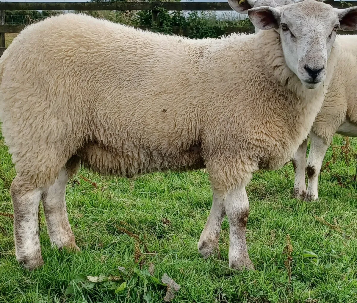 Ram Lamb - Image 2