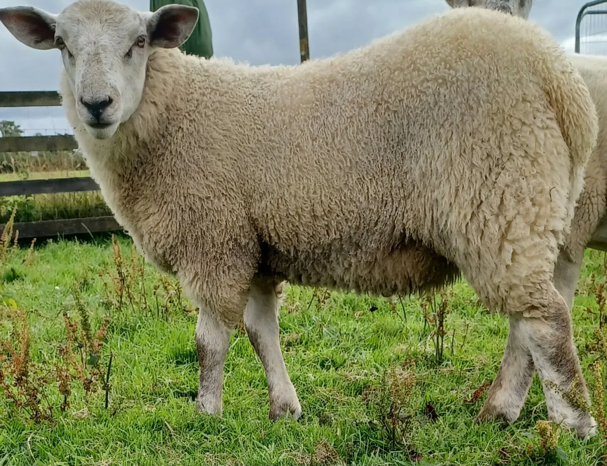 Ram Lamb - Image 3