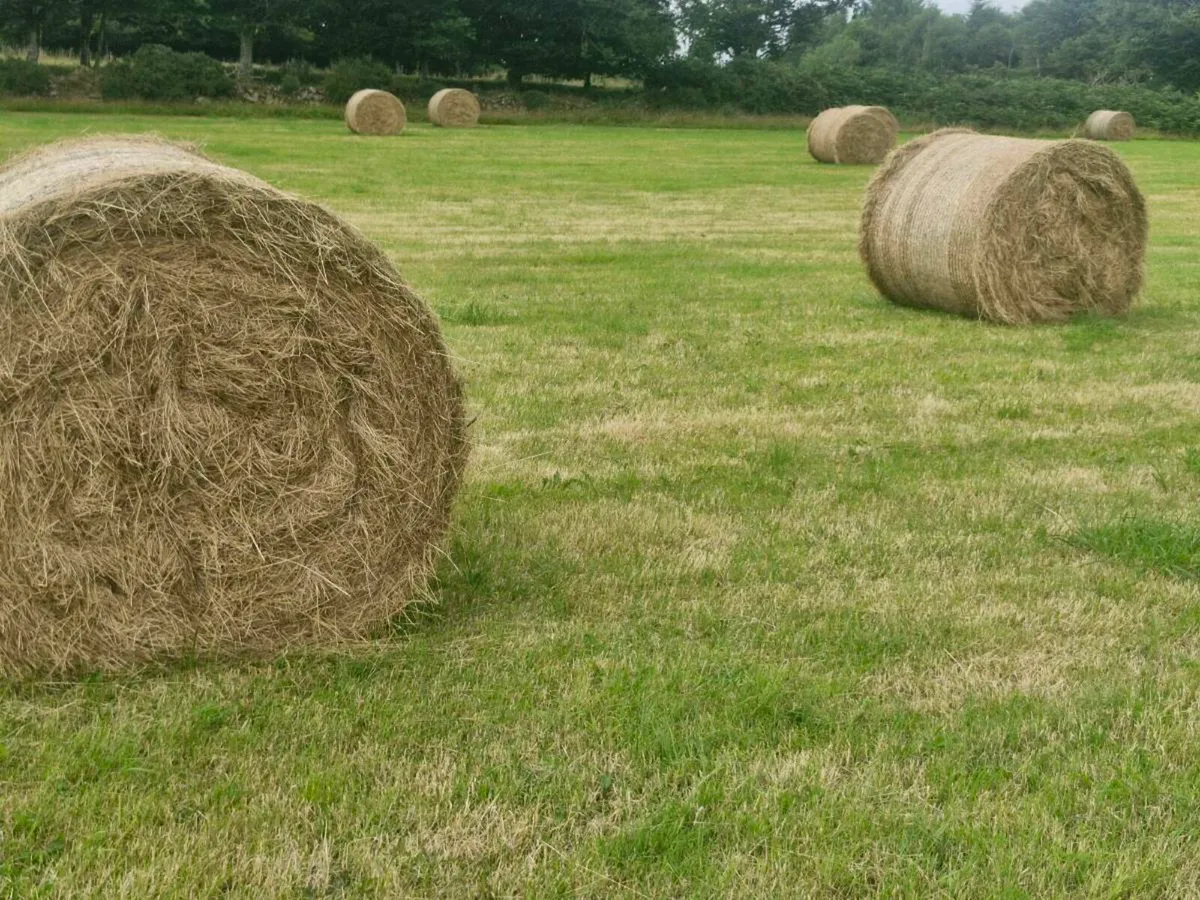 115 4x4 Organic Hay - Image 1