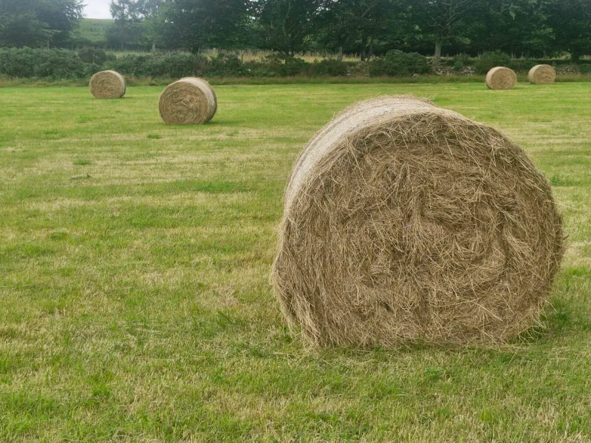 115 4x4 Organic Hay - Image 2