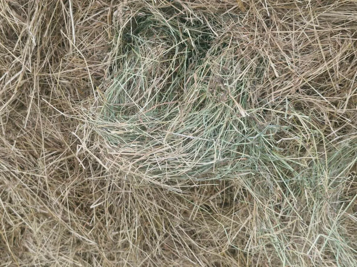 115 4x4 Organic Hay - Image 3