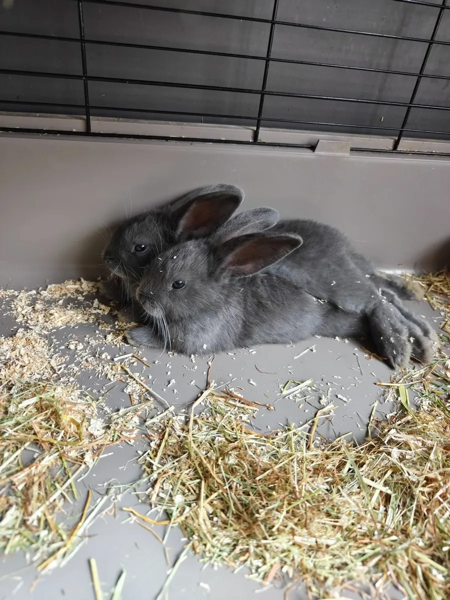 Adorable Baby Bunnies For Sale - Image 2