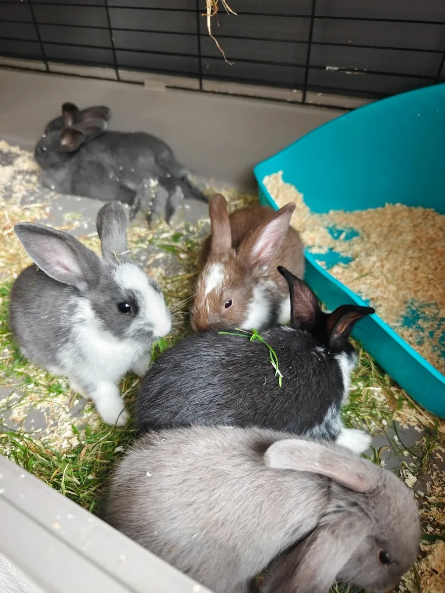 Adorable Baby Bunnies For Sale - Image 3