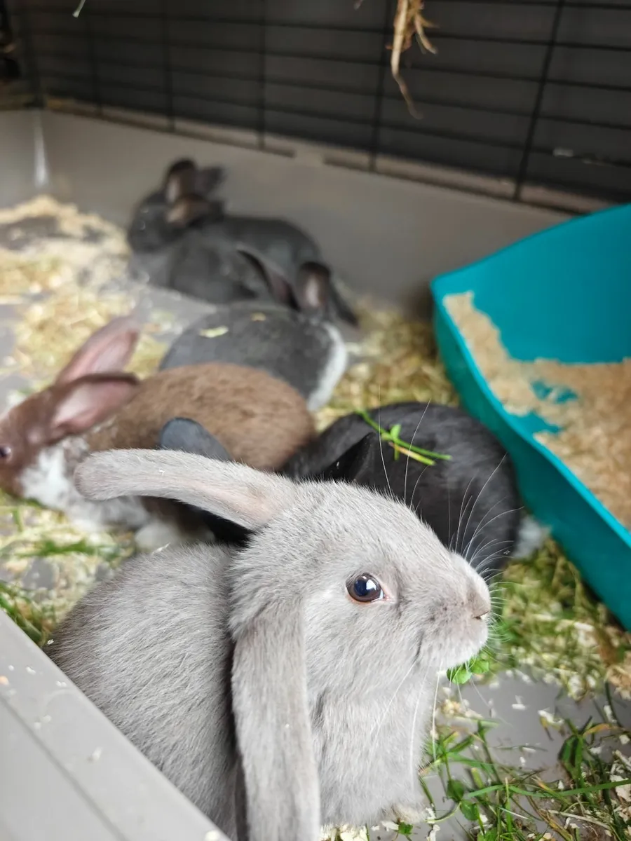 Adorable Baby Bunnies For Sale - Image 4