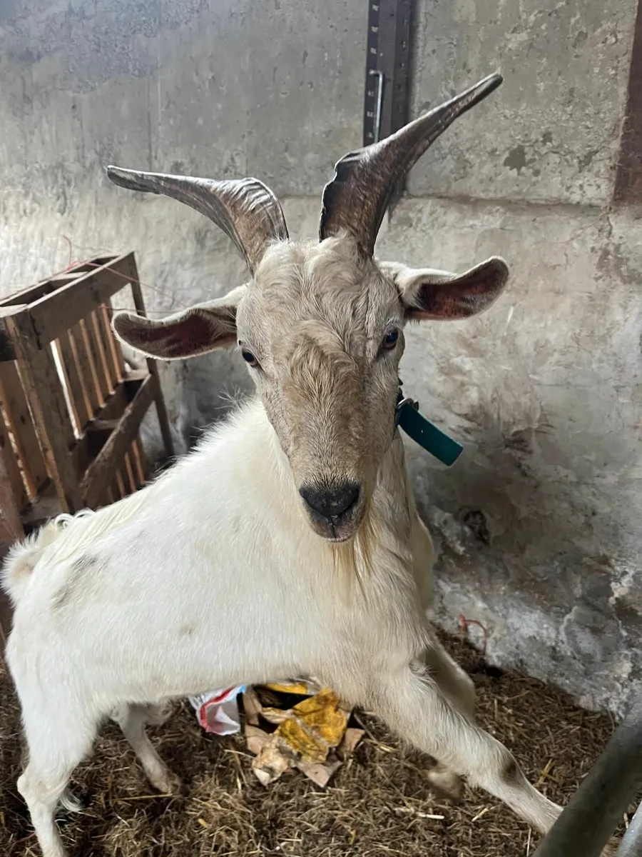 Young Male & Female Goats for Sale - Image 1