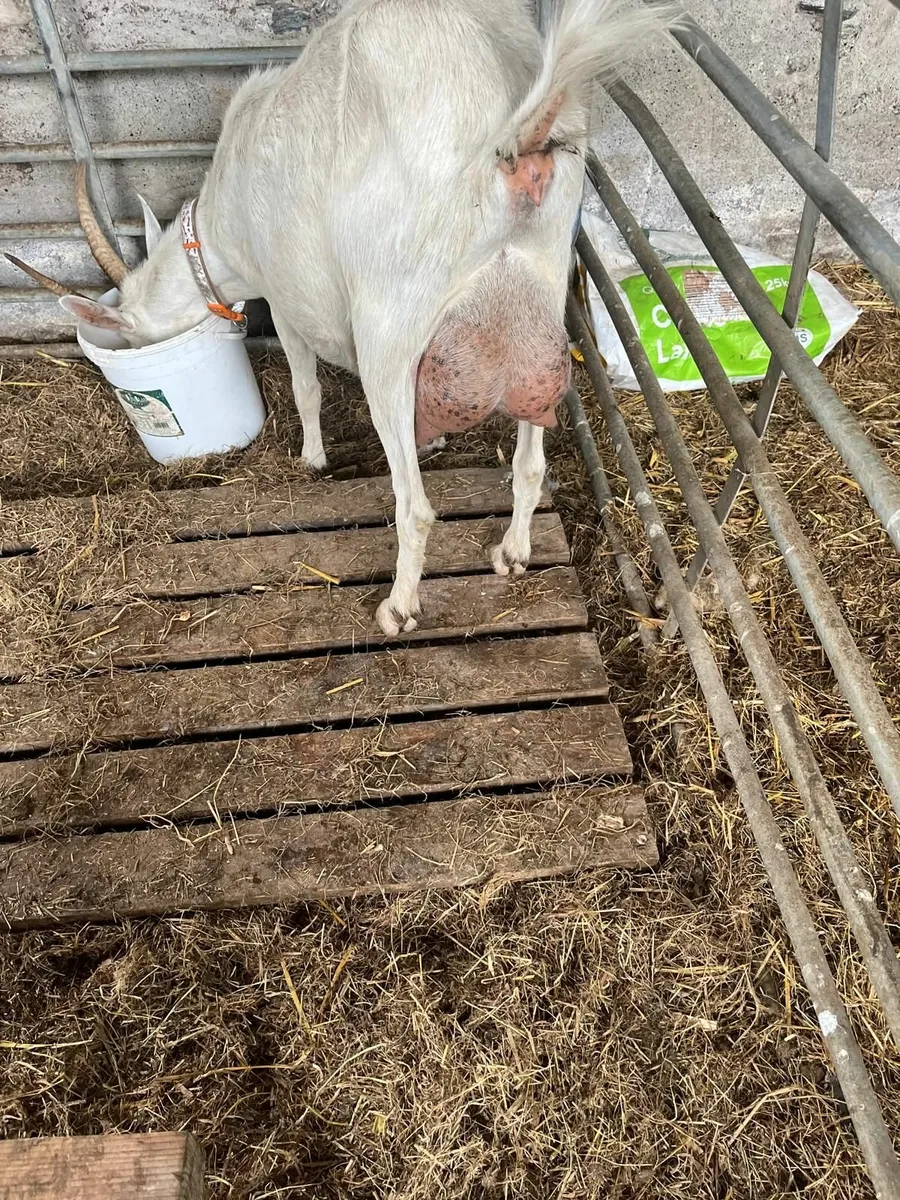 Young Male & Female Goats for Sale - Image 2