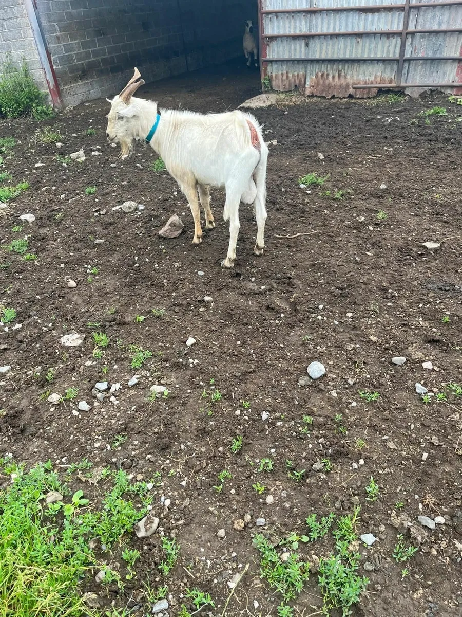 Young Male & Female Goats for Sale - Image 3