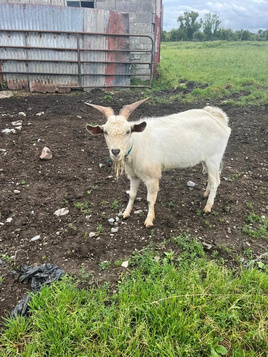 Young Male & Female Goats for Sale - Image 4