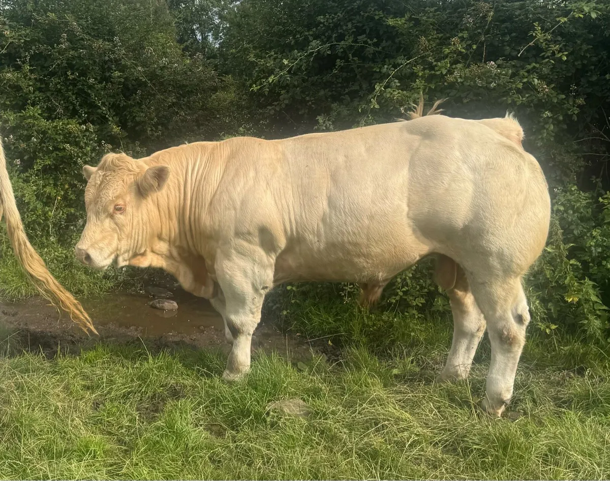 Charolaois Bull - Image 1
