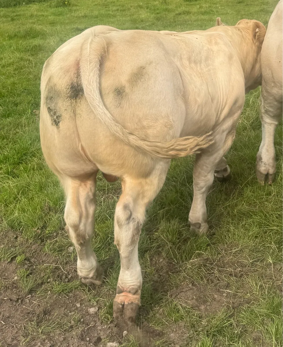 Charolaois Bull - Image 2