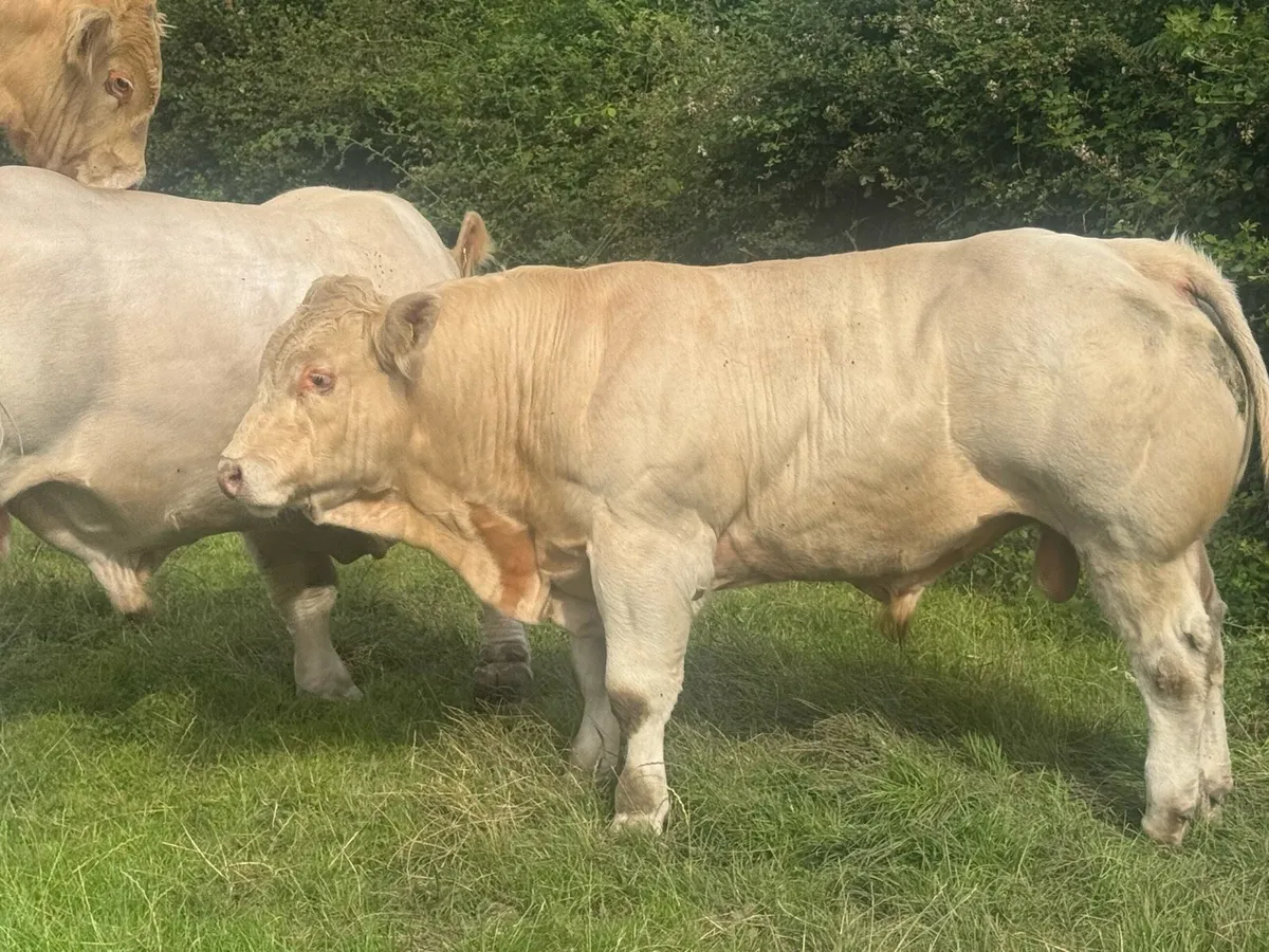 Charolaois Bull - Image 3