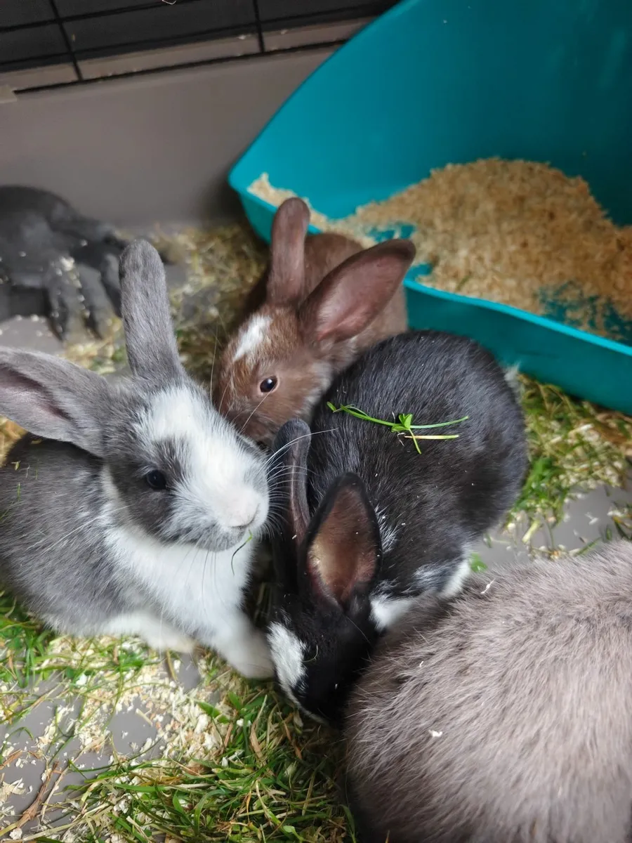 Adorable Baby Bunnies For Sale - Image 1