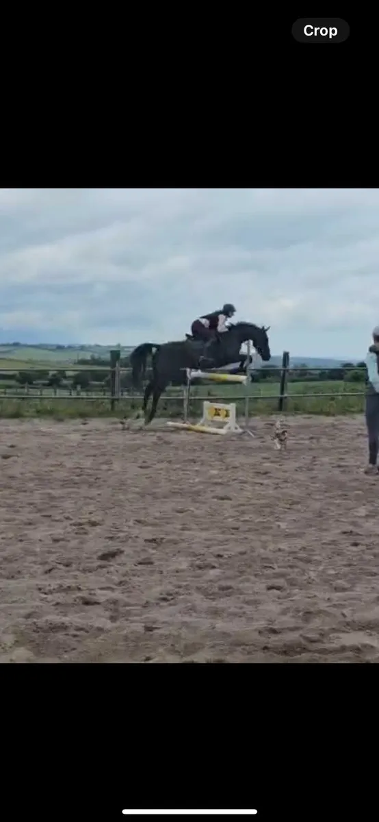 Sports Horse - Image 2