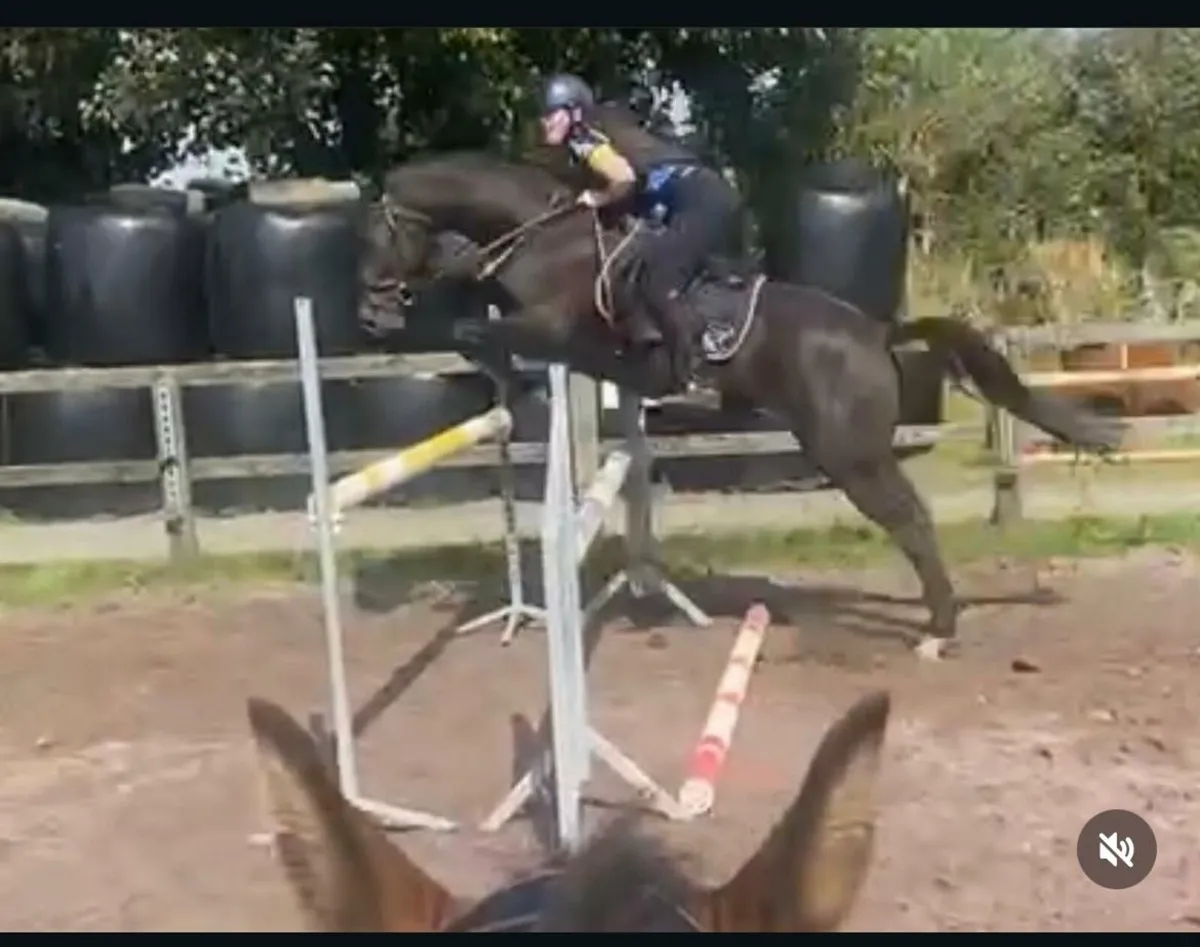 Sports Horse - Image 3
