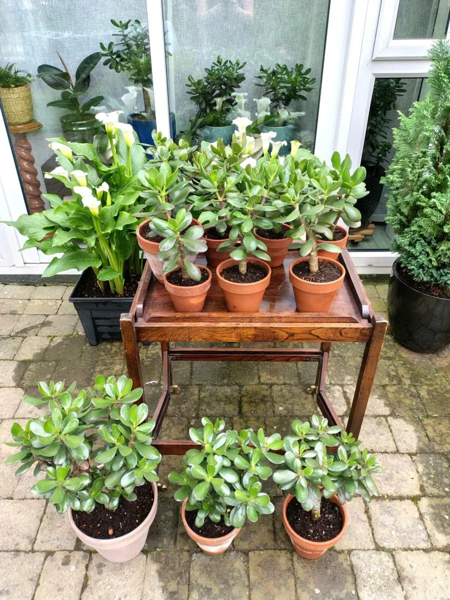 Money trees - Image 1