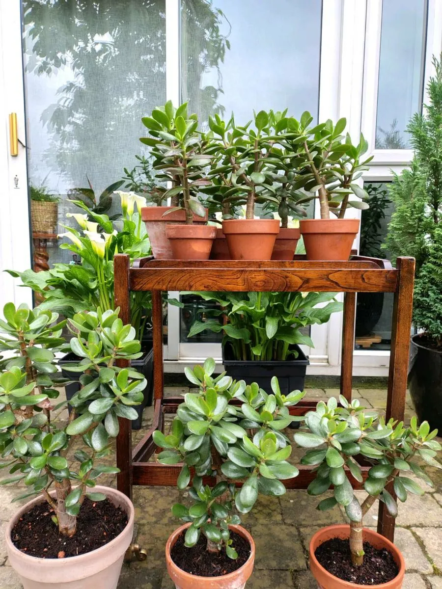 Money trees - Image 2