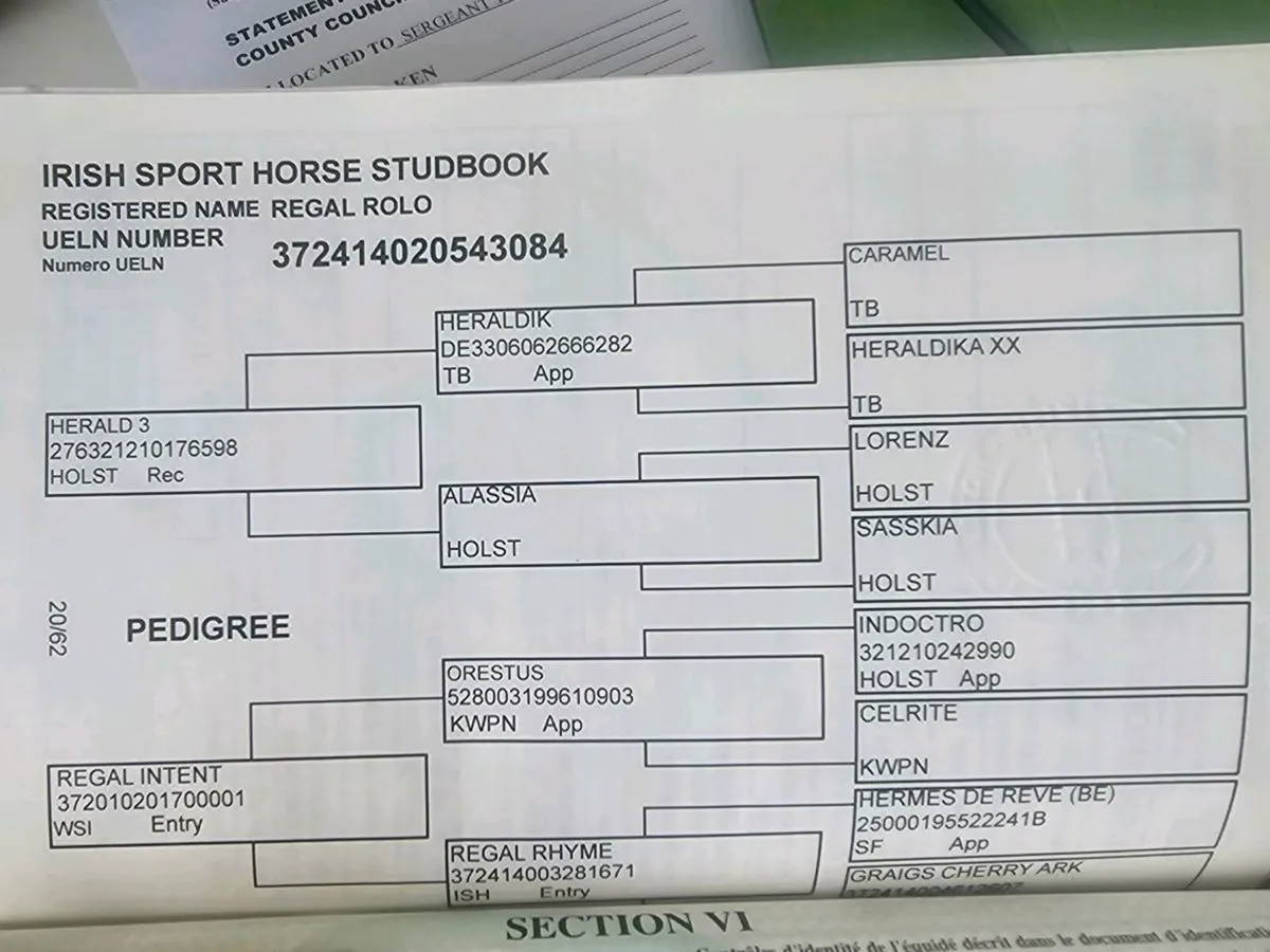 Sports Horse - Image 4