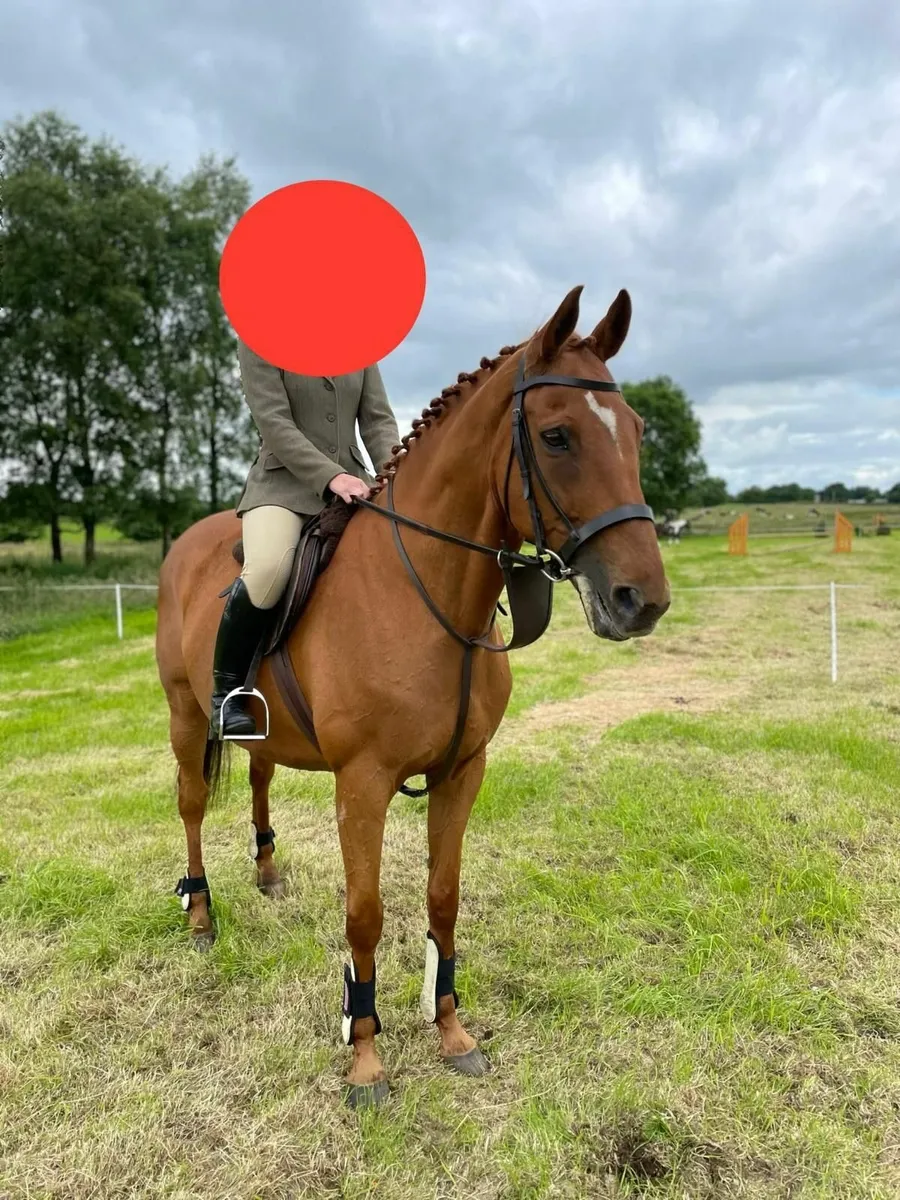 16.1hh chestnut gelding - Image 1