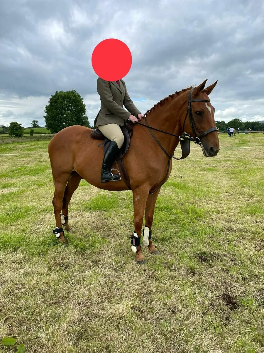 16.1hh chestnut gelding - Image 2