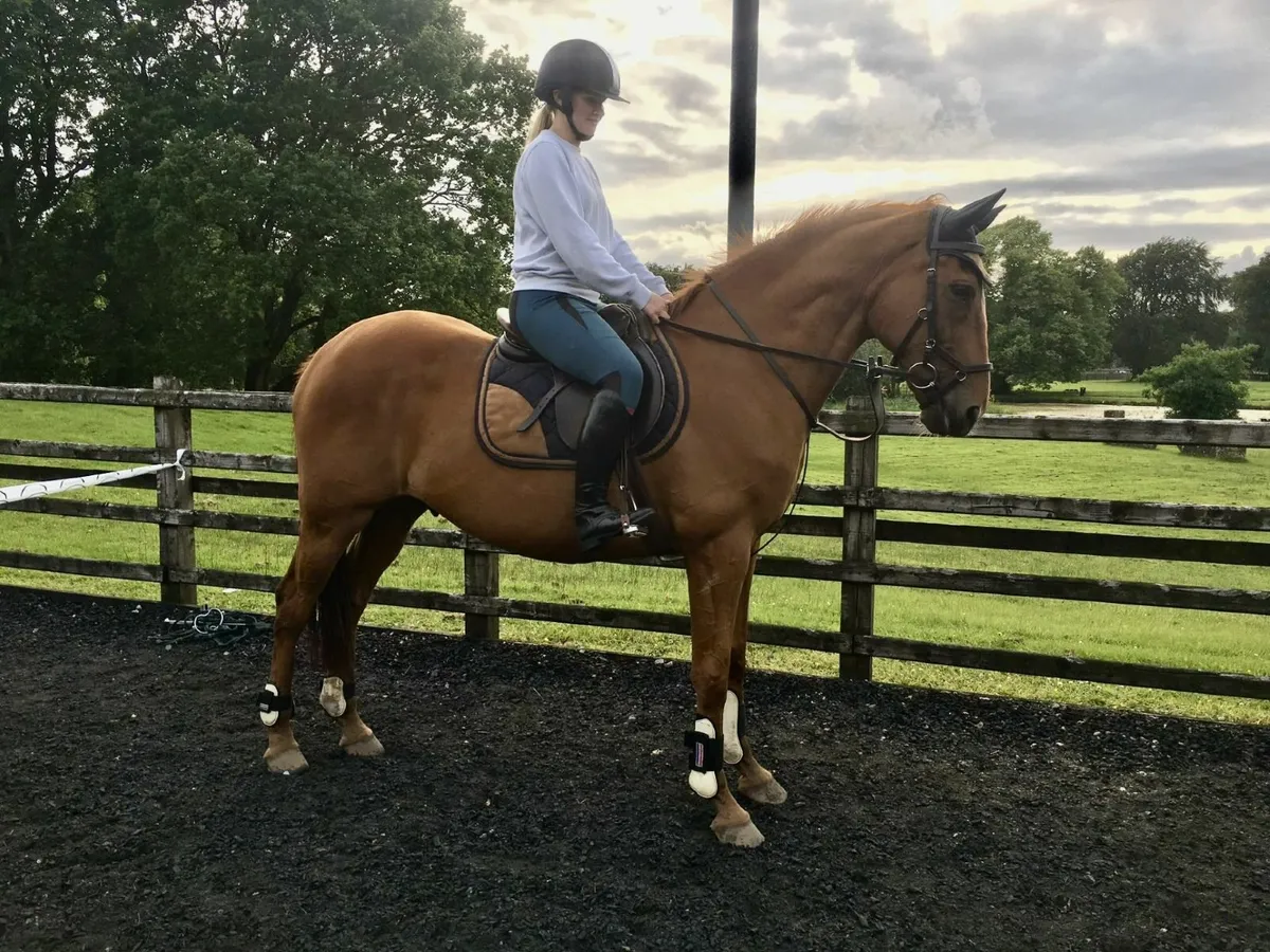 16.1hh chestnut gelding - Image 3