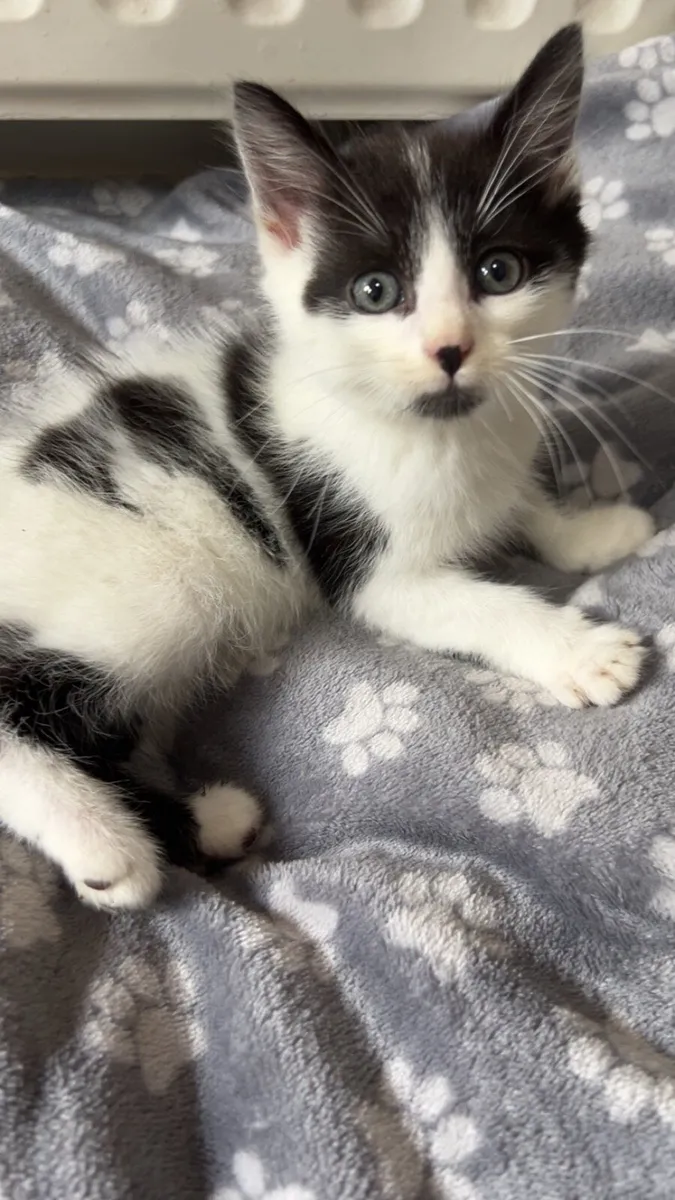 Gorgeous Fluffy Kittens (1 MALE LEFT) - Image 1