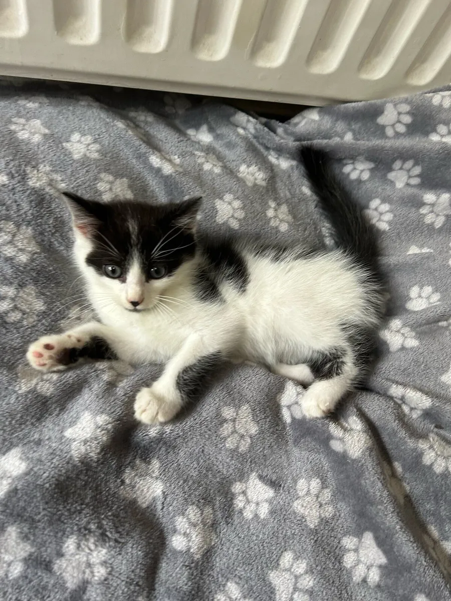 Gorgeous Fluffy Kittens (1 MALE LEFT) - Image 3