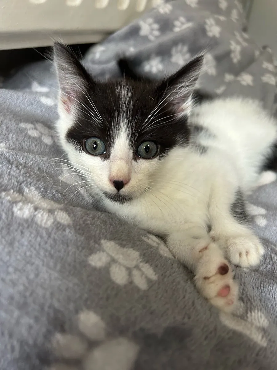 Gorgeous Fluffy Kittens (1 MALE LEFT) - Image 4