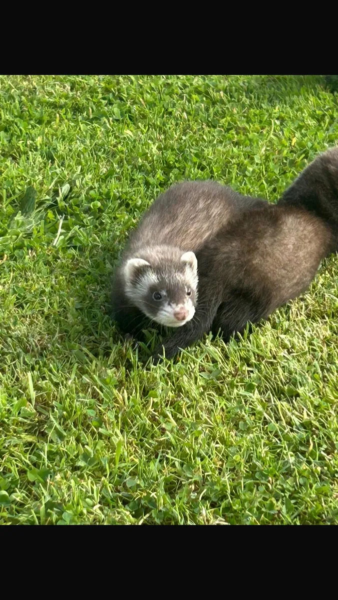 Ferrets kits - Image 2