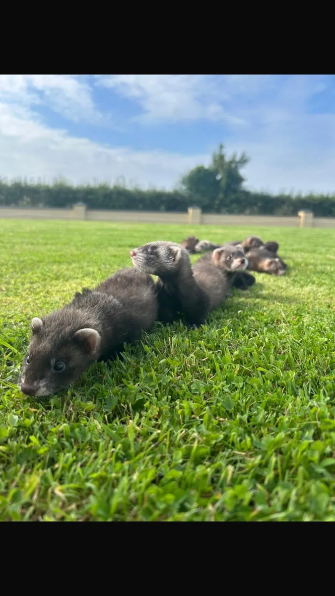 Ferrets kits - Image 4