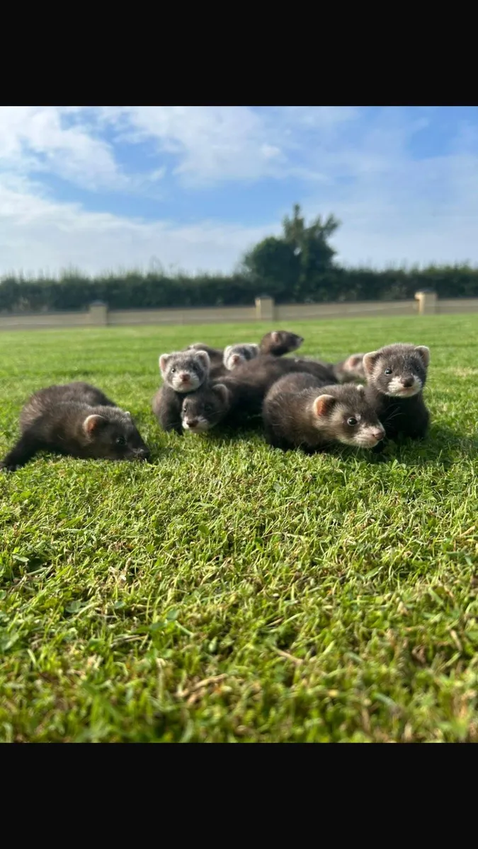 Ferrets kits - Image 2